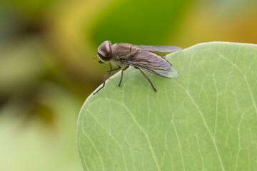 close up of a fly