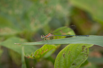 damselfly on a leaf