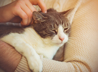 Cute striped domestic happy cat sits in the arms of a man in a beige sweater, and the man gently scratches the cat behind the ear. Pet and owner.