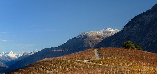 Vignoble valaisan, Miège