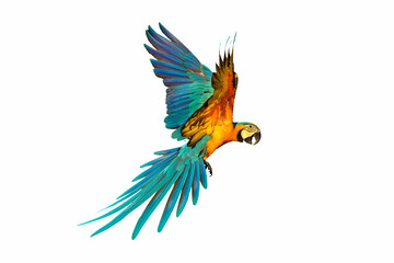 Colorful macaw parrot isolated on white background.