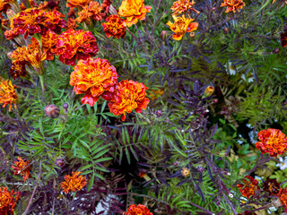 close up yellow and red flowers on garden