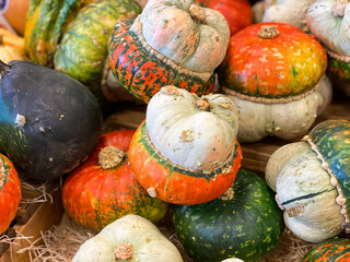 Turban squash, Turk's turban, French turban. Giraumon turban. Cucurbita maxima. For sale in supermarket or farmers market.