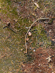 Forest floor in fall in Sweden. Spruce needles. Twigs and pine cones.