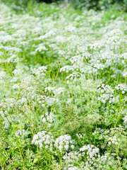 Green meadow with white flowers. Evening light in sweden, scandinavia. Midsummer. Midsommar. Blurry. Hundkex.