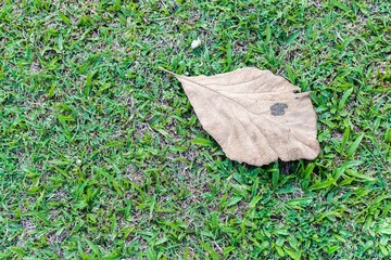 Dry leaf on green lawn, nature concept backgroun, spring season, outdoor day light