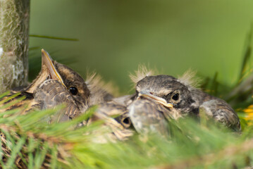 Close up of fieldfare chicks. Sitting in nest in spruce tree. Pine. Tweeting. Sweden. Scandinavia.