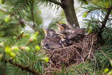 Close up of fieldfare chicks. Sitting in nest in spruce tree. Pine. Tweeting. Sweden. Scandinavia.