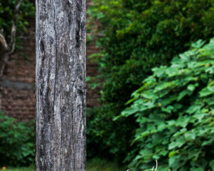 palo de madera con un fondo texturado de arbustos 
