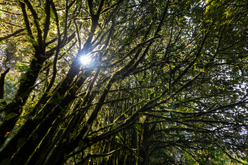 Fototapeta premium moss and fern plant coverd on tree at Doi Inthanon National Park, Chiang Mai, Thailand