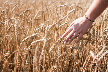 beautiful girl hand wheat field