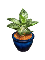 green and white aglaonema tree in blue ceramic pot with vivid beautiful leaves shrub by isolated with clipping path on white background for garden decoration