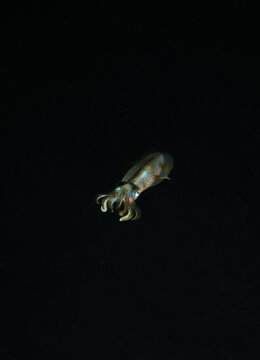 A Bioluminescent Reef Squid Sepioteuthis Lessoniana 