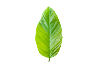 Obraz premium Beautiful spring green leaf on white background