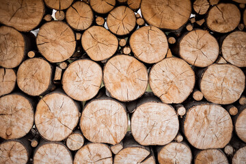 cuts of logs lying in a heap