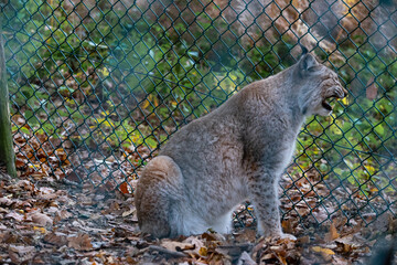 Beautiful Bobcat