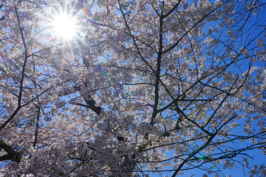 Sunrays through branches of colorful pink cherry blossoms from a prunus tree in the spring