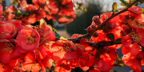 Closeup of blurred soft focus with back-light of bush branch Japanese quince, the Japan quince with...