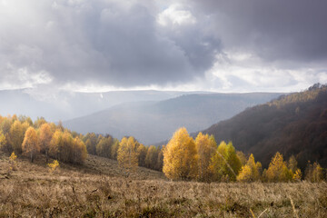 Panoramic view of the yellow birch forest on the foggy hills