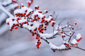 Frosen rowanberry