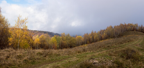 Fototapeta na wymiar Panoramic view of the forest of yellowed autumn birches