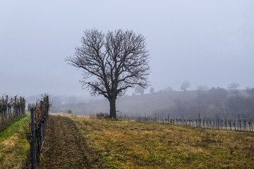 single tree and fields with dense fog while hiking