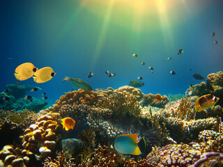 Underwater world. Coral fishes of Red sea.