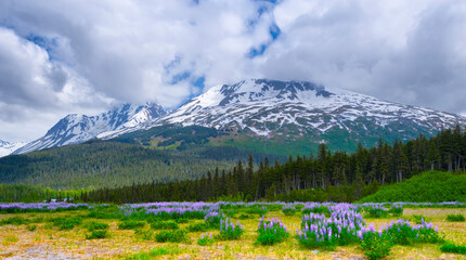 Fototapeta na wymiar Chugach National Forest in Alaska