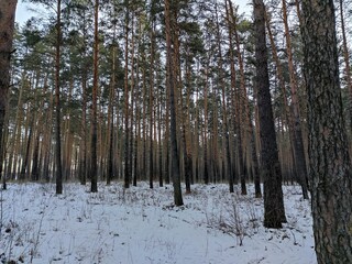 winter forest in winter