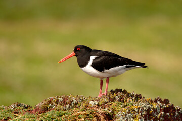 Oystercatcher (Haematopus ostralegus) Standing on rock 