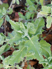 Sauge officinale crispée - Salvia officinalis 'Crispa' - Arbuste au feuillage duveteux, soyeux et gaufré vert de gris. 