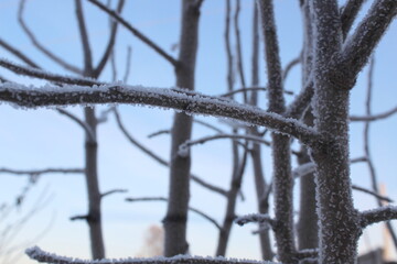 In winter frost appeared on the tree on a frosty clear day