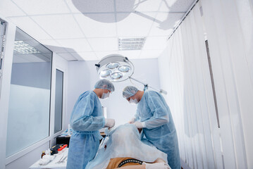 In a modern veterinary clinic, an operation is performed to save the life of a large dog. Surgery...