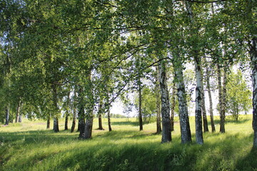 Fototapeta na wymiar Birch grove in early July.