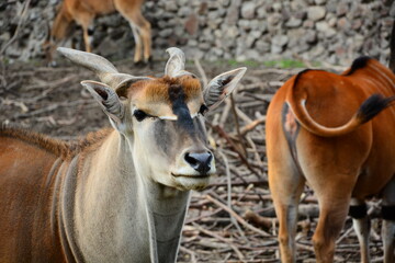 Naklejka na ściany i meble antelope in the zoo