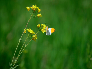 The watercress (Anthocharis cardamines) is a beautiful spring butterfly inhabiting wetlands