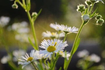 Chamomile field flowers border. Beautiful nature scene with blooming medical chamomilles in sun flare. Alternative medicine Spring Daisy.