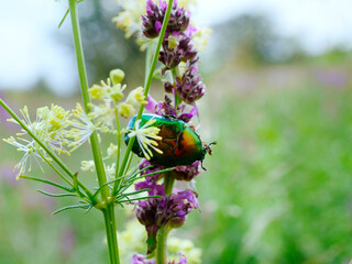 Kruszczyca złotawka (Cetonia aurata) –piękny gatunek chrząszcza  ozdoba letnich łąk