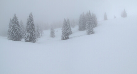 Winterliche Schwarzwald-Landschaft im Nebel