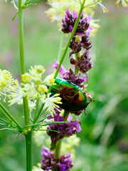 Kruszczyca złotawka (Cetonia aurata) –piękny gatunek chrząszcza  ozdoba letnich łąk