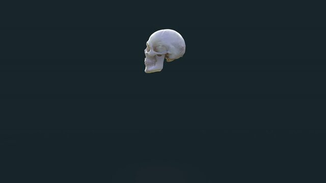 brain pours out of the skull