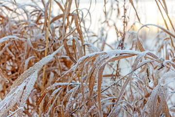 yellow autumn grass covered with white frost, the beginning of winter