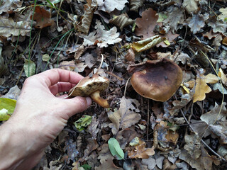 man collecting mushroom