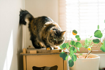 窓辺で過ごす猫