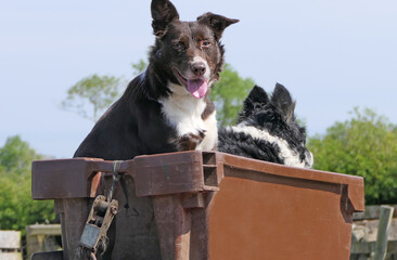 Two Collie sheepdogs in a box on a ATV Quad Bike
