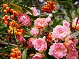 roses and cherries in autumn 