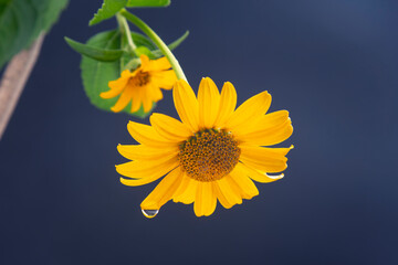 Fresh yellow flower with a drop of water on a petal. Botany and flowers