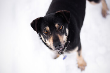 Cute mix breed black and tan dog winter portrait in snowy nature