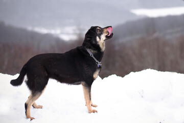 Cute mix breed black and tan dog winter portrait in snowy nature