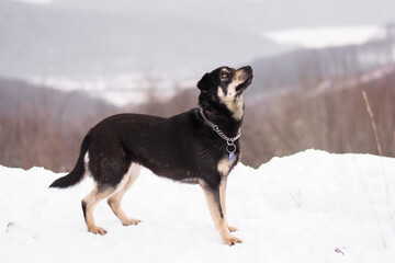 Cute mix breed black and tan dog winter portrait in snowy nature